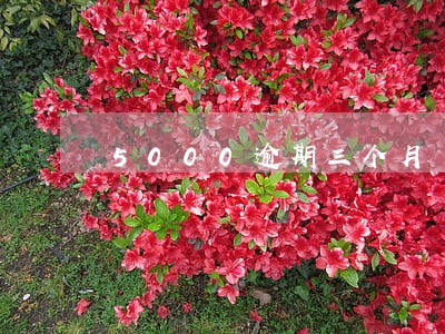 5000逾期三个月 5000逾期三个月