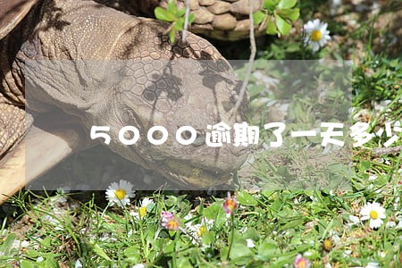 5000逾期了一天多少钱 5000逾期了一天多少钱