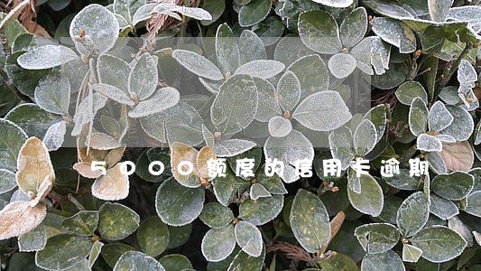 5000额度的信用卡逾期 5000额度的信用卡逾期