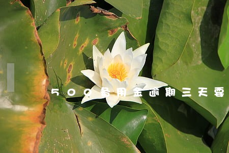 500备用金逾期三天要紧吗 500备用金逾期三天要紧吗