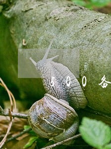 500备用金逾期照片 500备用金逾期照片