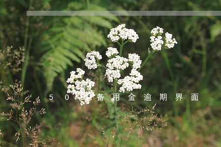 500备用金逾期界面 500备用金逾期界面
