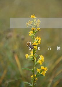 50万债务律师费用如何收费 50万债务律师费用如何收费