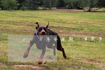 50万房贷逾期一年罚多少利息 50万房贷逾期一年罚多少利息