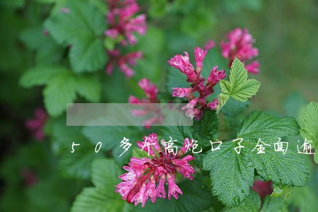 50多个高炮口子全面逾期 50多个高炮口子全面逾期