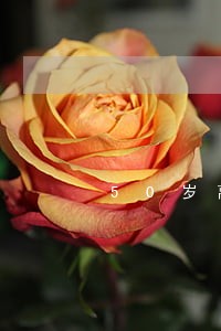 50岁离婚的男人后果怎么样