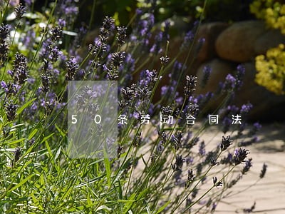50条劳动合同法 50条劳动合同法