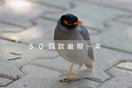 50罚款逾期一年 50罚款逾期一年