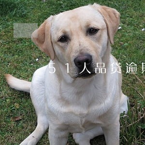 51人品贷逾期一周会怎么样 51人品贷逾期一周会怎么样