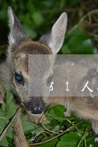 51人品贷逾期打通话记录吗 51人品贷逾期打通话记录吗