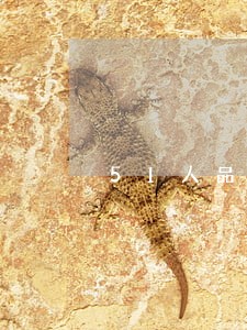 51人品贷逾期立案 51人品贷逾期立案