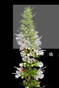 51信用卡管家人品贷逾期 51信用卡管家人品贷逾期
