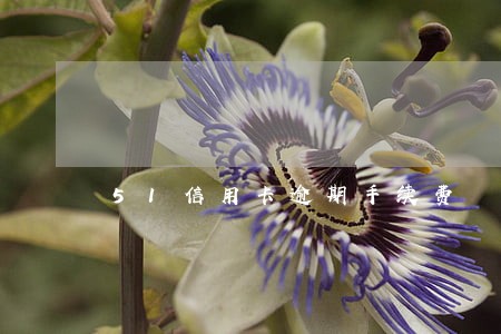 51信用卡逾期手续费