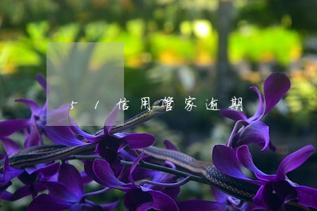51信用管家逾期 51信用管家逾期