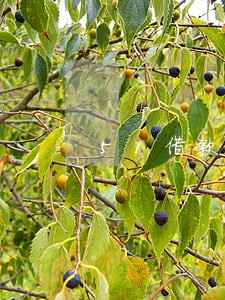 51借款逾期暴打通讯录 51借款逾期暴打通讯录