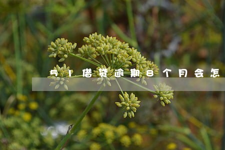 51借贷逾期8个月会怎么样 51借贷逾期8个月会怎么样
