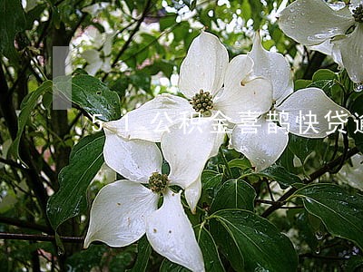 51公积金喜鹊快贷逾期怎么办 51公积金喜鹊快贷逾期怎么办