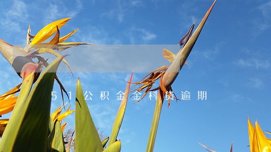 51公积金金科贷逾期