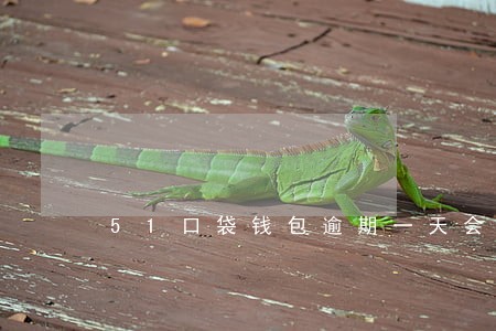 51口袋钱包逾期一天会咋样 51口袋钱包逾期一天会咋样