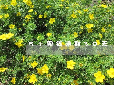 51用钱逾期30天 51用钱逾期30天