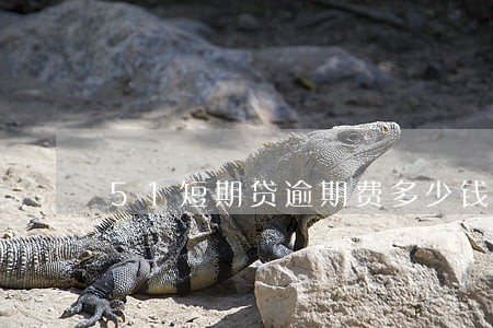 51短期贷逾期费多少钱 51短期贷逾期费多少钱