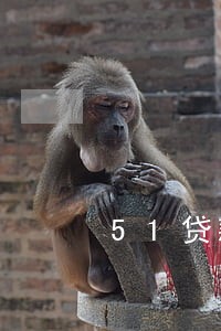 51贷款逾期半年 51贷款逾期半年