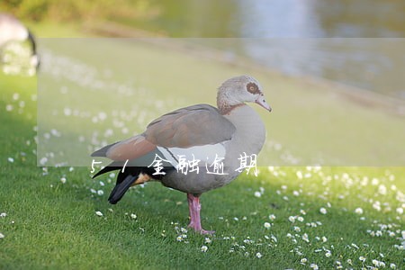 51金融逾期 51金融逾期