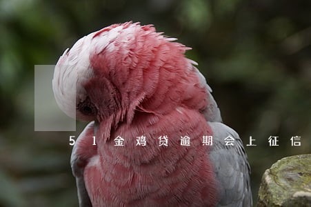 51金鸡贷逾期会上征信吗 51金鸡贷逾期会上征信吗