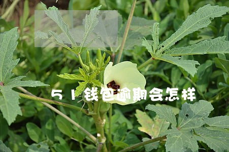51钱包逾期会怎样 51钱包逾期会怎样