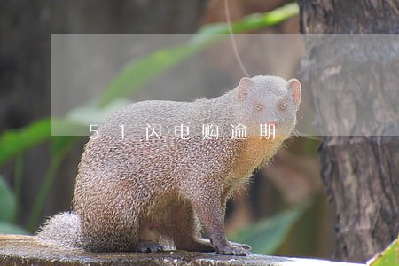 51闪电购逾期 51闪电购逾期