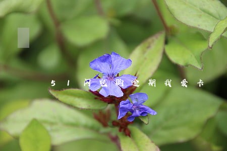 51闪电购逾期我爱卡 51闪电购逾期我爱卡