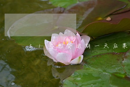 51闪电贷逾期一天后果 51闪电贷逾期一天后果