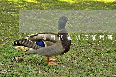 51零用钱逾期还能用吗