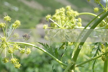 5300网贷逾期罚息