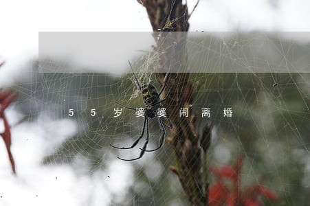 55岁婆婆闹离婚 55岁婆婆闹离婚