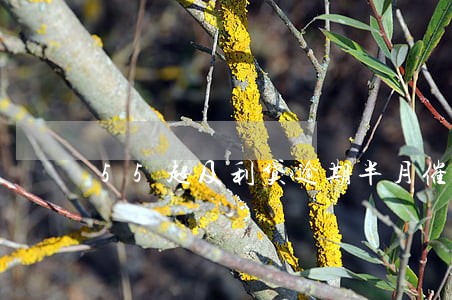 55超及利贷逾期半月催收四天 55超及利贷逾期半月催收四天