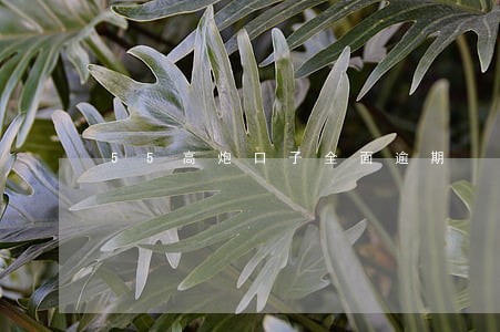 55高炮口子全面逾期 55高炮口子全面逾期