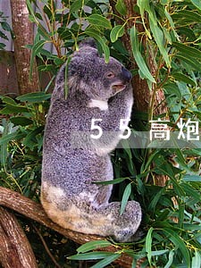 55高炮平台不还款逾期 55高炮平台不还款逾期