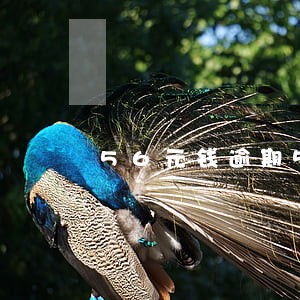 56元钱逾期5天会有影响吗 56元钱逾期5天会有影响吗