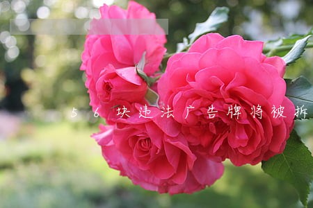 56块违法广告牌将被拆 56块违法广告牌将被拆