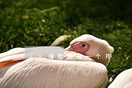 58借款逾期一个月
