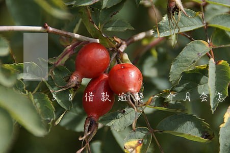 58借款逾期一个月会怎么样 58借款逾期一个月会怎么样
