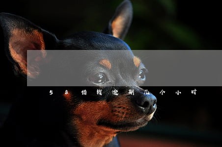 58借钱逾期几个小时
