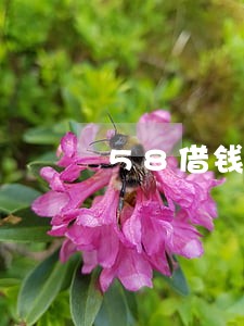 58借钱逾期多久会上门 58借钱逾期多久会上门