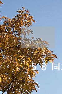 58同城借款逾期了 58同城借款逾期了