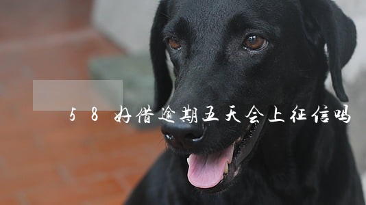 58好借逾期五天会上征信吗 58好借逾期五天会上征信吗