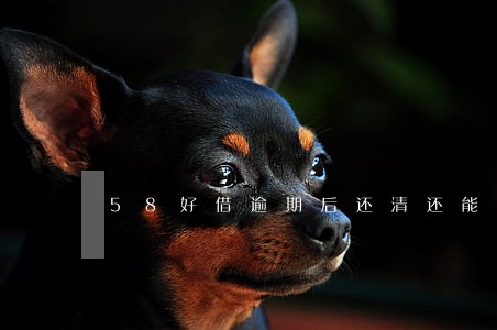 58好借逾期后还清还能再借吗
