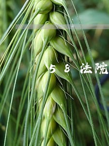 58法院拍卖在哪