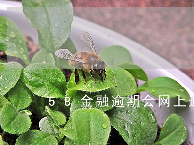 58金融逾期会网上通缉吗