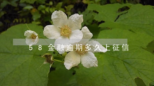 58金融逾期多久上征信 58金融逾期多久上征信